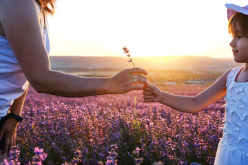 A little charming girl holds out a sprig of lavender to her mother while standing in a lavender...