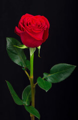 One red rose on a black background.