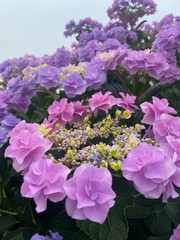 flowers in the garden