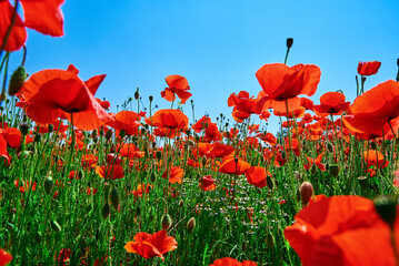 Blooming red poppy flowers in green field against blue sky, Beautiful natural landscape in...