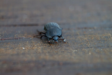 insect