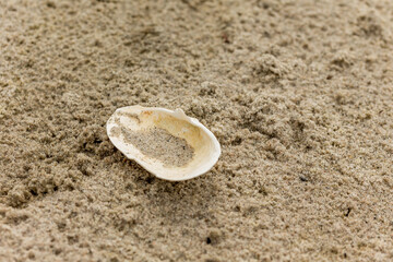 Fototapeta na wymiar 03-07-2022 Assens, Denmark. The beach, sand with white mussel. close