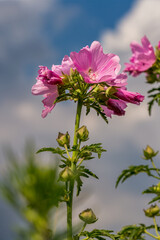 03-07-2022 Assens, Denmark. The beach, pink rose focus stagged