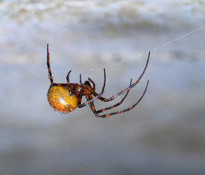 Cave Spider Meta Menardi In Damp Basement