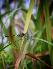 slander skimmer dragonfly on a branch