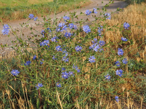 arbusto silvestre de la achicoria de peque&ntilde;as flores de color azul  celeste de doce p&eacute;talos, l&eacute;rida, espa&ntilde;a, europa