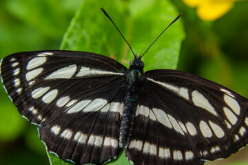A day butterfly from the family nymphalidae, Neptis sappho. The butterfly is very trusting, is not afraid of a person, sits on his hands, on his face