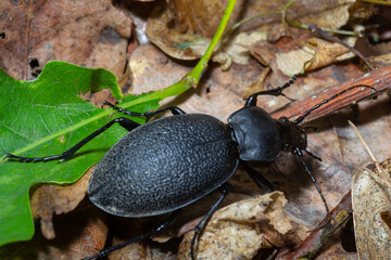 Carabus coriaceus is a species of beetle widespread in Europe, where it is primarily found in deciduous forests and mixed forests.