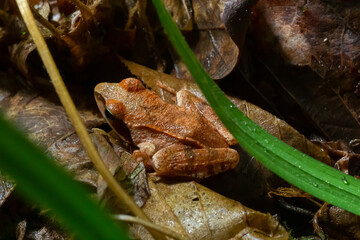 The wood frog, Lithobates sylvaticus or Rana sylvatica. Adult wood frogs are usually brown, tan, or rust-colored, and usually have a dark eye mask