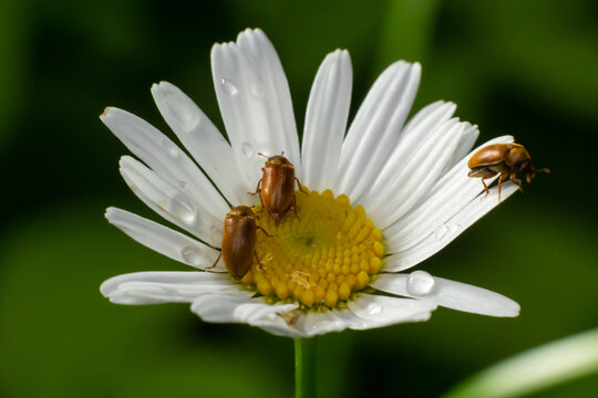 Raspberry beetle, Byturus tomentosus, on a chamomile flower. These are beetles from the fruit worm family Byturidae, the main pest that affects raspberries, blackberries and loganberries