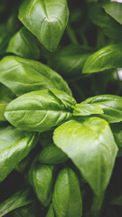 Vertical closeup of a basil plant with lush green leaves