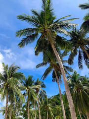 Coconut trees on the beach, SEVEN COMMANDOS BEACH IN EL NIDO, PALAWAN
