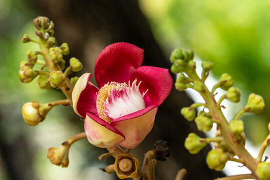 The flower of sal tree or cannonball tree, Shorea robusta, with natural blurred background. The sal tree is a holy tree in Hinduism and Buddhism.