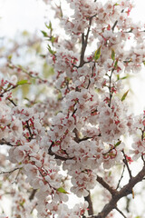 Obraz premium White flowers on the branches of blossoming cherry and apple trees against the background of the spring sky