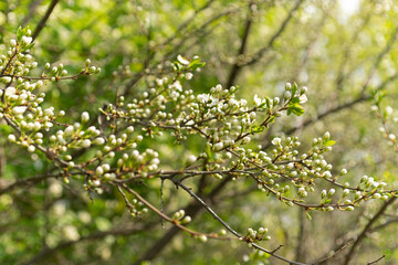 Green branches of trees with unblown flowers and leaves, spring buds of trees