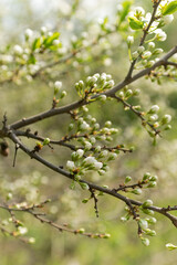 Green branches of trees with unblown flowers and leaves, spring buds of trees