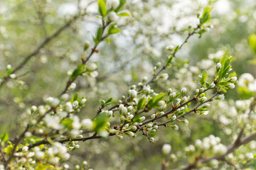 Green branches of trees with unblown flowers and leaves, spring buds of trees