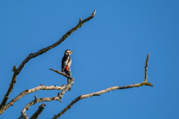 Pic épeiche sur une branche au sommet d'un arbre