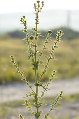 prickly grass wild