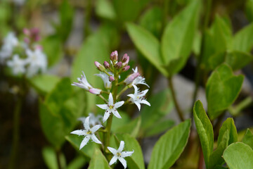 Common bogbean