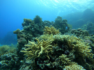 Naklejka na ściany i meble Colony of colorful corals and small exotic fishes at the bottom of the Red sea in Egypt, travel concept