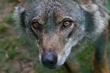 Face of an Iberian wolf in the wild