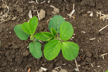 Soybean plant leaf close-up in a field of young plants. Young crops of agricultural crops. Selective focus