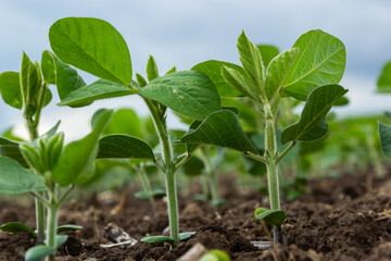 Soybean plant leaf close-up in a field of young plants. Young crops of agricultural crops....