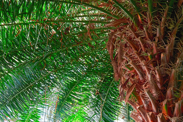 Naklejka premium Huge crown of a large palm tree, view from below.