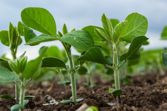 Soybean plant leaf close-up in a field of young plants. Young crops of agricultural crops. Selective focus