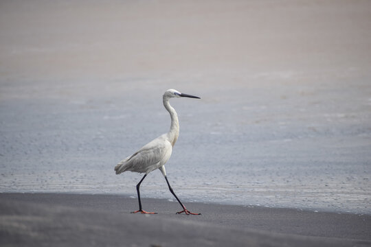 Crane standing at the beach