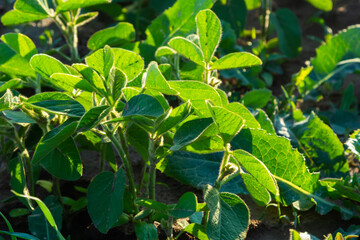 Fresh green soy plants on the field in spring. Rows of young soybean plants
