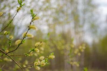 Fluffy pussy willow buds against the blue spring sky