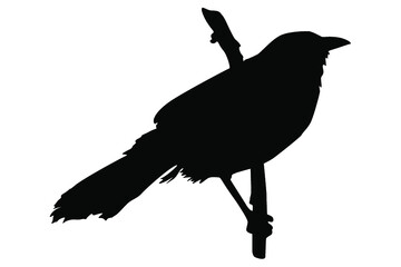 perching bird silhouette vector