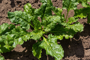 Agricultural scenery of of sweet sugar beet field. Sugar beets are young. Sugar beet field