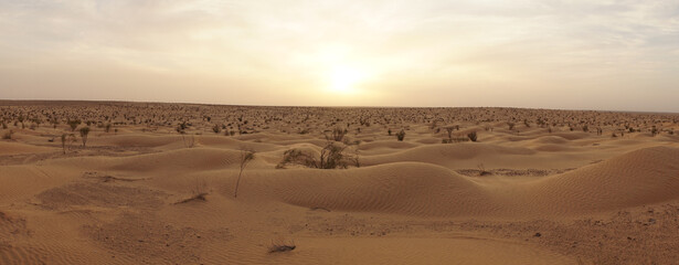 Yellow sandy landscapes during sunset in the Douz Desert of Tunisia.