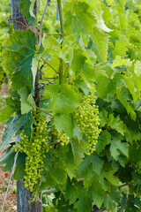 Closeup of vines growing in vineyards near Saint-Cybardeaux Charente, France - cognac - pineau de charente