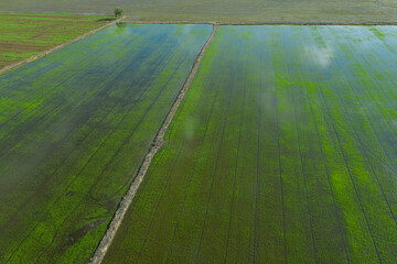 aerial view from flying drone of Field rice with landscape green pattern nature background, top view field rice
