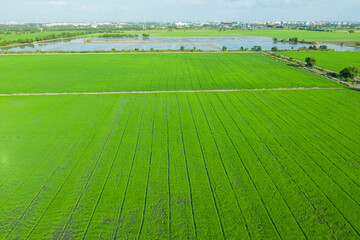 rice plant, green nature background, organic food
