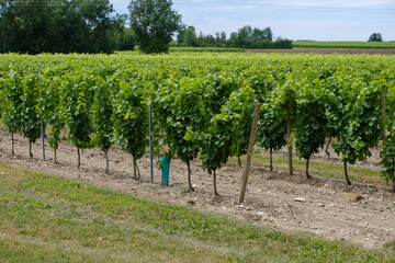 Fototapeta na wymiar Vineyards near Les Métairies Cognac region Charente, France
