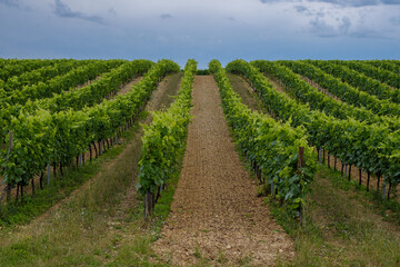 Vineyards near Les Métairies  Cognac region Charente, France