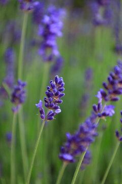 Lavender Blooming In Springtime Meadow