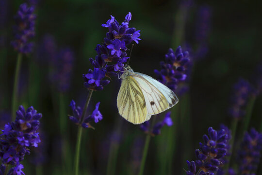 White butterfly perching on blooming lavender