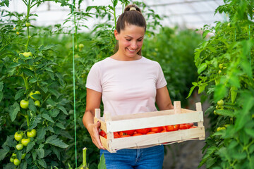 Organic greenhouse business. Female farmer is standing with bucket of freshly picked tomatoes in her greenhouse.