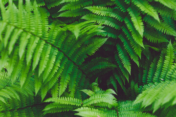 Fresh leaves of fern plant