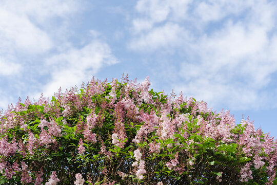 Beautiful lilac tree at park under sky