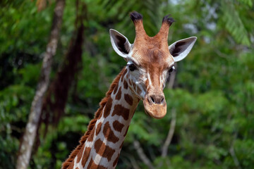 Close up portrait of giraffe head at a zoo with a green leaf background