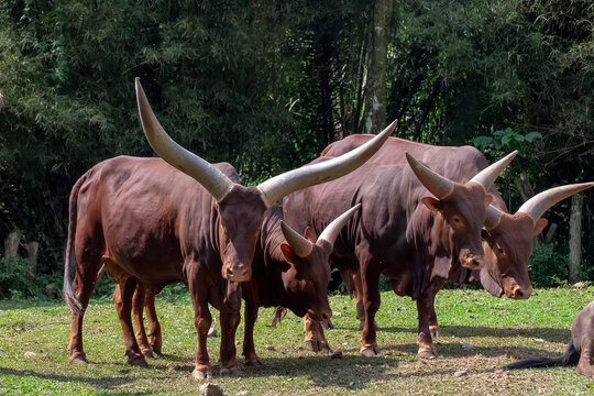 The Ankole-Watusi derives from cattle of Ankole type imported to Germany as zoo specimens in the early twentieth century. The horns are unusually large, with a wide spread.