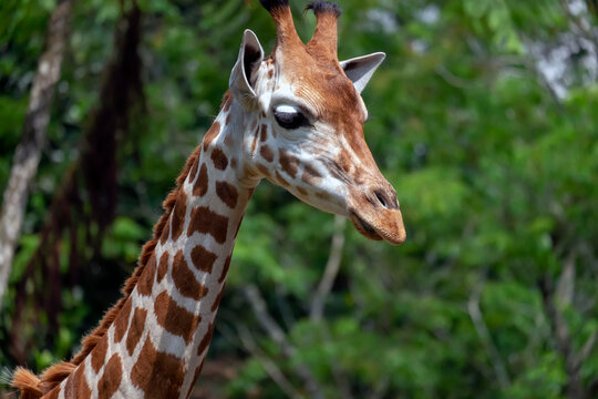 close up portrait of giraffe head