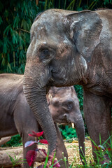 Female elephant covering her baby from any threat.